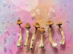 Drogy jako studijní obor? V Česku vznikla první Psychedelická akademie