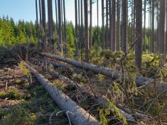 VLS snižují množství kůrovcového dříví a zdravotní stav lesa monitorují i z družic