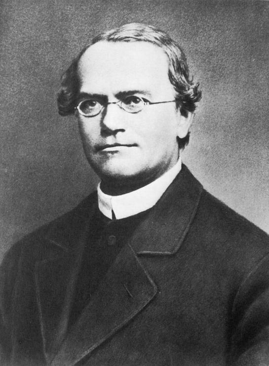 gregor mendel 2 zdroj wikipedia min