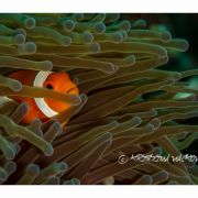 Moc nepřemýšlím. Když se mi nápad líbí, jdu do toho po hlavě, říká potápěčka, fotografka a novinářka Kristina Vacková