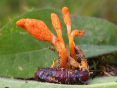 Cordyceps se v čínské medicíně používá stovky let, do západní medicíny si razí cestu pomalu