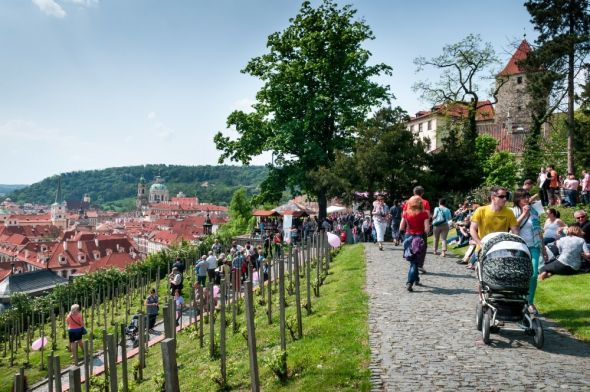 svatek ruzovych vin probehne opet ve ville richter a na prilehle svatovaclavske vinici