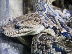 Chcete letos strávit dovolenou na Kubě? Je to místo, kde hadi loví ve smečkách