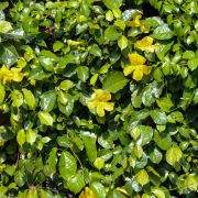 Řemdihák plstnatý (Uncaria tomentosa). foto: Shutterstock