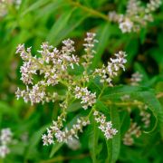 Aloisie citrónová (Aloysia citriodora). foto: Shutterstock