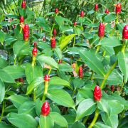 Kostus nádherný (Costus speciosus). foto: Shutterstock