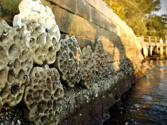 Do oceánů zanesených plastem mají vrátit život unikátní mořské hráze 