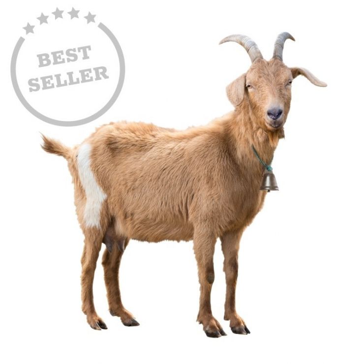 koza best seller