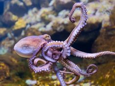 Británie hlásí zvrat v biologii: Chobotnice a krabi jsou citliví a vnímaví tvorové
