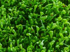 Dopřát si i v zimě jaro na talíři? Pěstujte microgreens