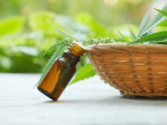 CBD olej dobývá už i konzervativní Británii