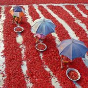 Ve městě Bogra v Bangladéši je více než 100 chilli farem, na kterých pracuje více než 2,000 lidí