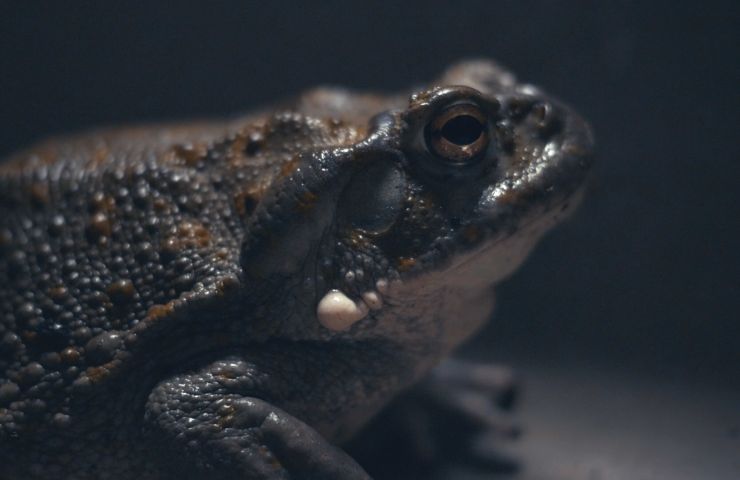 bufo alvarius 3