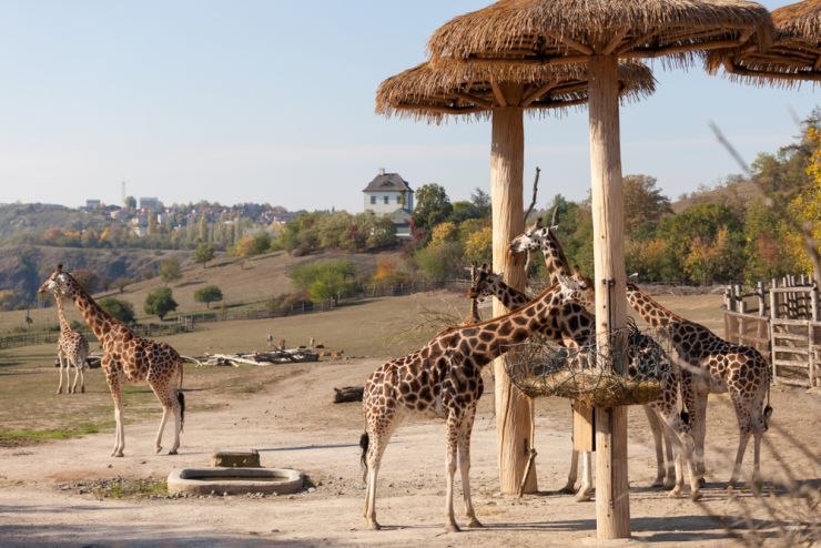 zoo zirafy 1226315977
