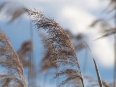 Mayský astrolog: V období Kukuřice a Rákosu buďte pevní, ale nezlomte se