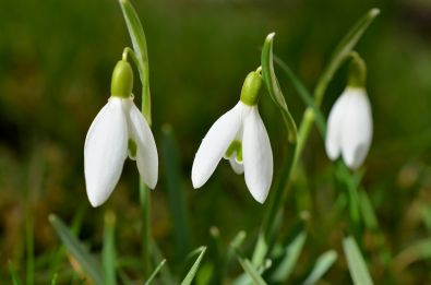 snowdrop 523667 1280