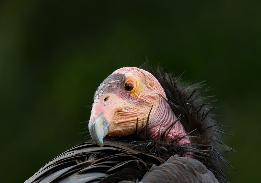 shutterstock 2168319679