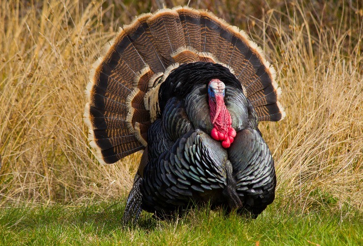 m shutterstock 100495360