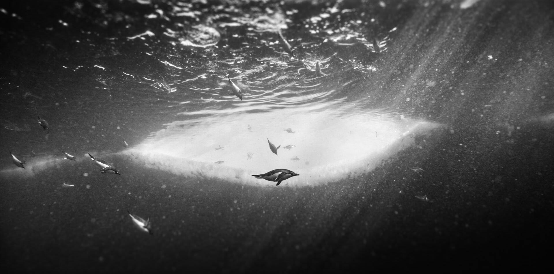bohemia motion pictures voyage au pole sud capture 23 min