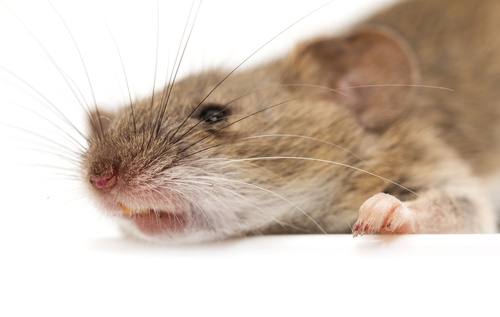 shutterstock 157982033