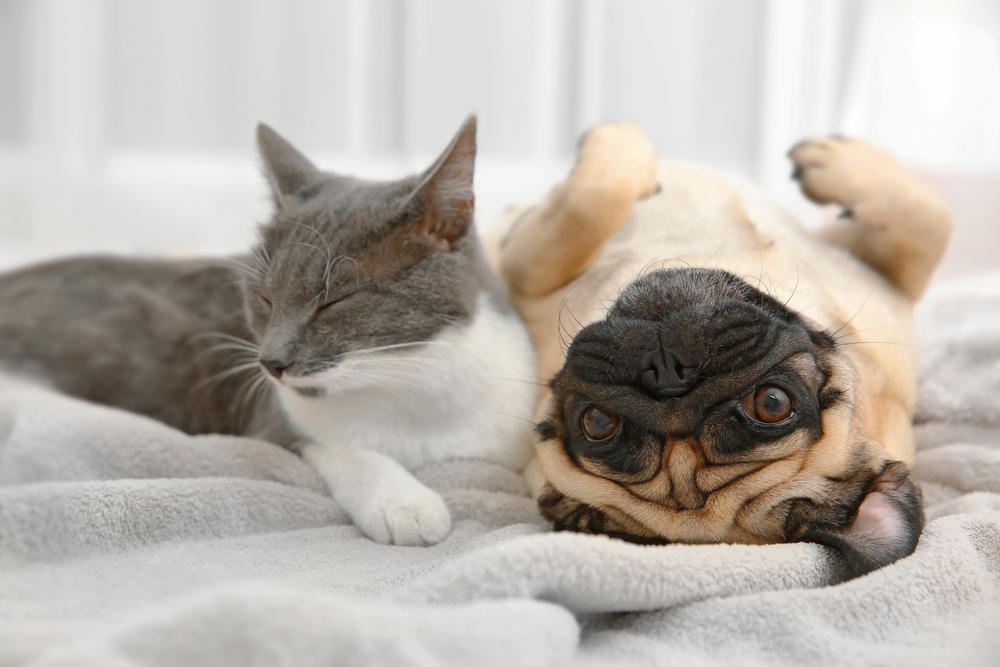 shutterstock 538299841