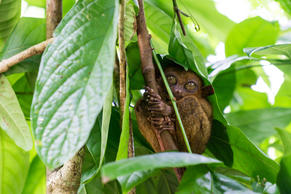 bohol shutterstock 545887885