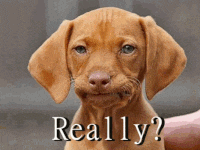 dog really giphy