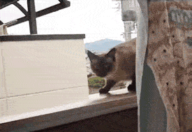stupid cat giphy