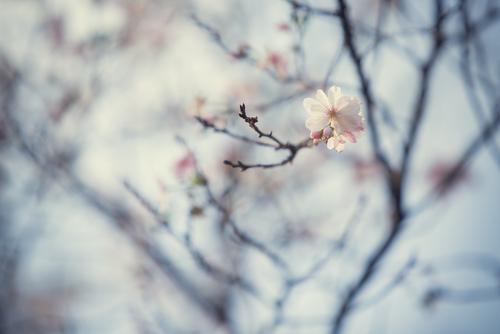 jarni dekor shutterstock 245546893