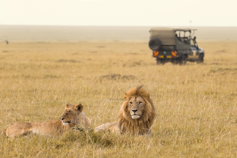safari shutterstock 136561616