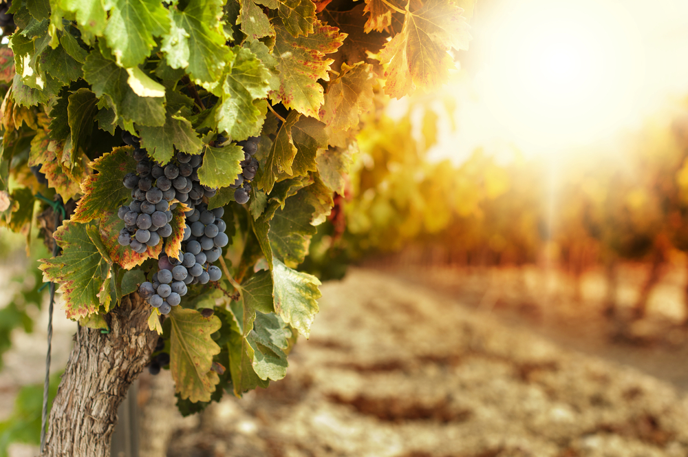 vinobrani shutterstock 115821670